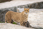Cheetah
