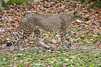 Cheetah