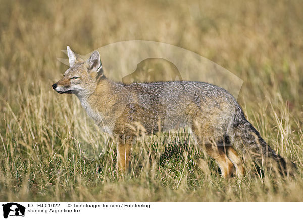 stehender Argentinischer Kampfuchs / standing Argentine fox / HJ-01022