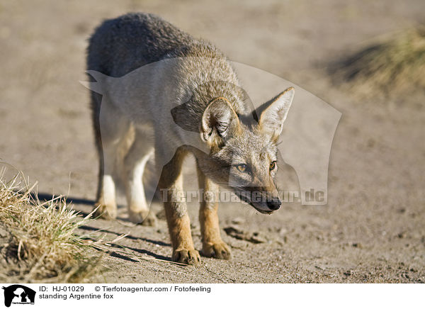 stehender Argentinischer Kampfuchs / standing Argentine fox / HJ-01029