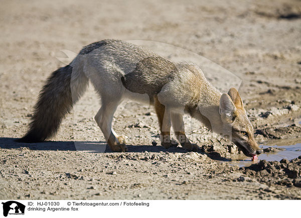 trinkender Argentinischer Kampfuchs / drinking Argentine fox / HJ-01030