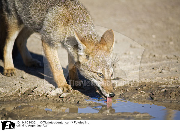 trinkender Argentinischer Kampfuchs / drinking Argentine fox / HJ-01032