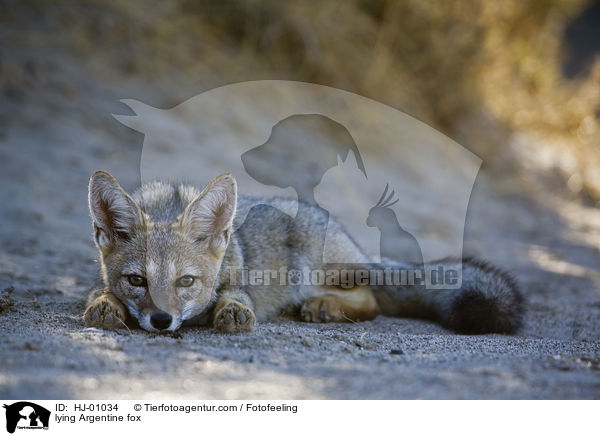 liegender Argentinischer Kampfuchs / lying Argentine fox / HJ-01034