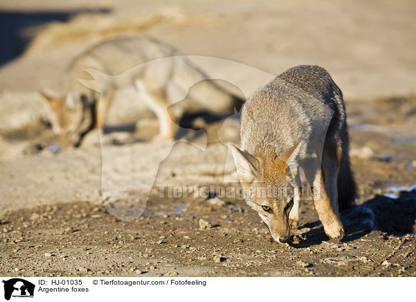 Argentinische Kampfchse / Argentine foxes / HJ-01035