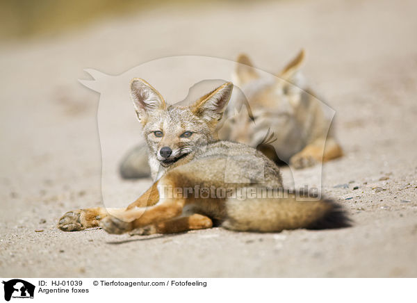 Argentine foxes / HJ-01039