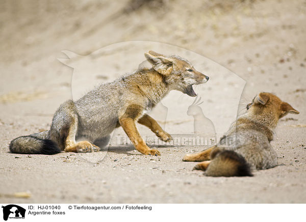 Argentine foxes / HJ-01040