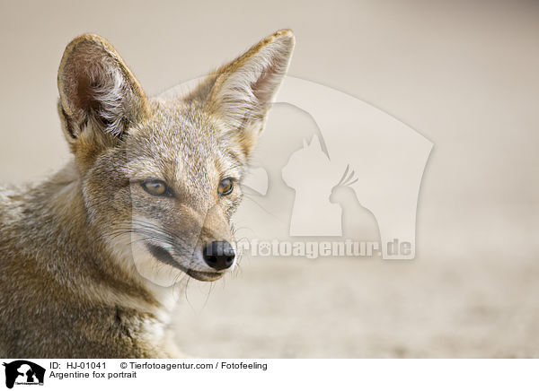 Argentinischer Kampfuchs Portrait / Argentine fox portrait / HJ-01041