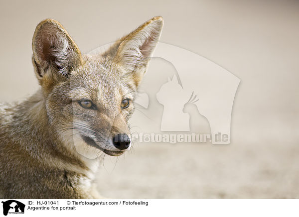 Argentine fox portrait / HJ-01041