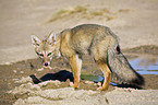 standing Argentine fox