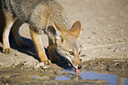 drinking Argentine fox