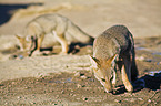 Argentine foxes