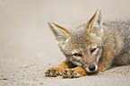 lying Argentine fox