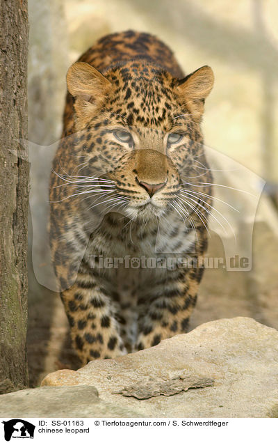 China-Leopard / chinese leopard / SS-01163