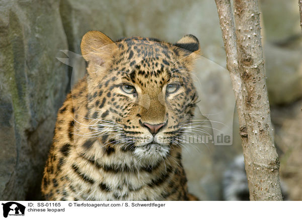 China-Leopard / chinese leopard / SS-01165