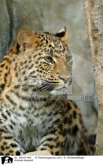 China-Leopard / chinese leopard / SS-01168