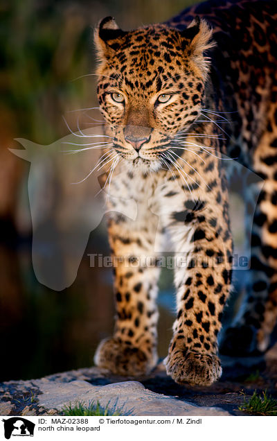 north china leopard / MAZ-02388