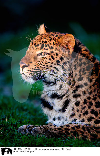 Chinaleopard / north china leopard / MAZ-02390