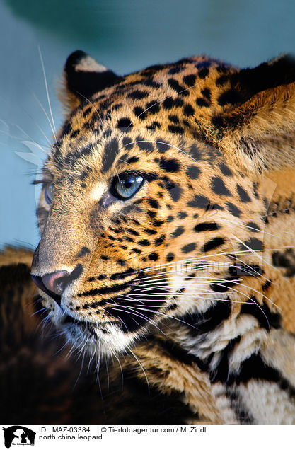 north china leopard / MAZ-03384