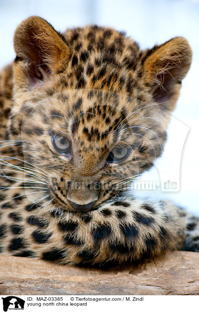 young north china leopard / MAZ-03385