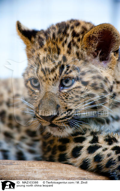 young north china leopard / MAZ-03386