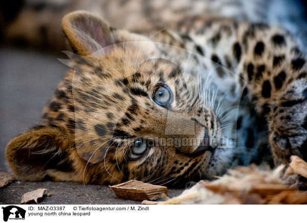 young north china leopard / MAZ-03387