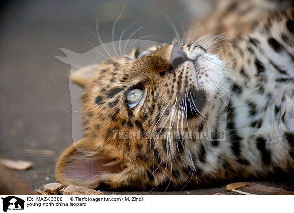 junger Chinaleopard / young north china leopard / MAZ-03388