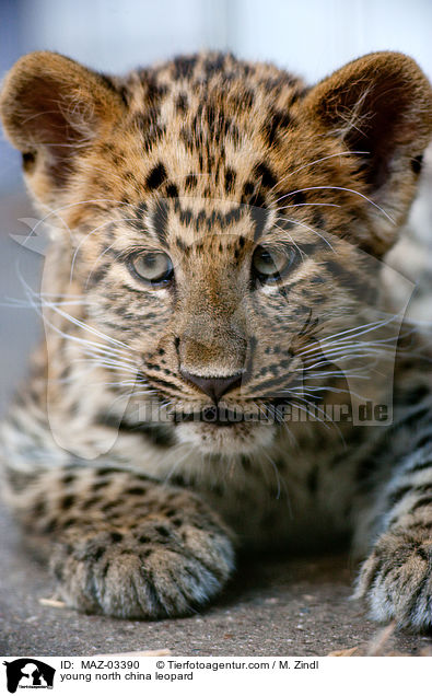 young north china leopard / MAZ-03390
