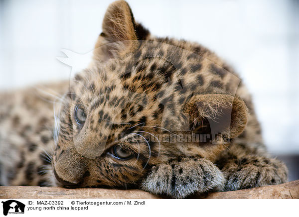 junger Chinaleopard / young north china leopard / MAZ-03392
