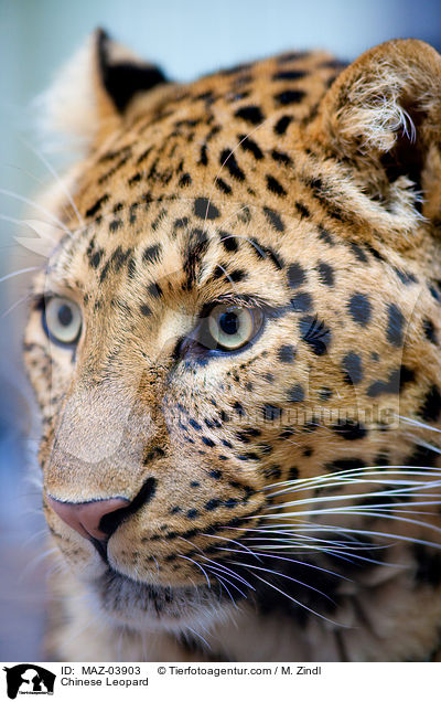 Chinese Leopard / MAZ-03903
