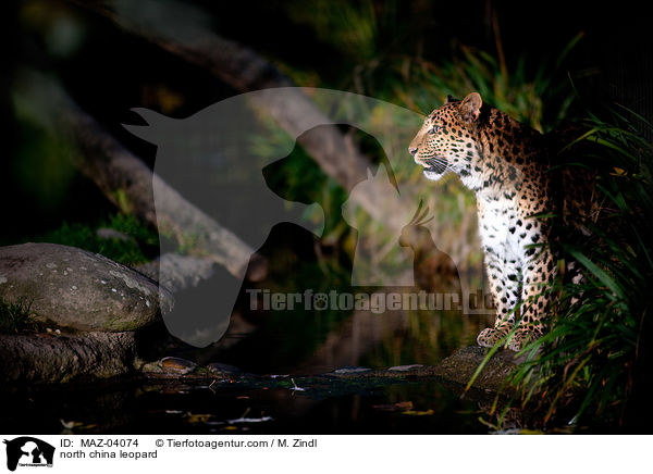 north china leopard / MAZ-04074