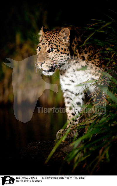 north china leopard / MAZ-04075