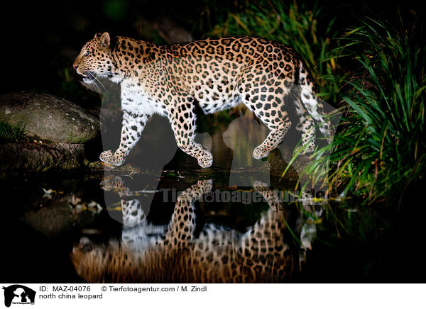 north china leopard / MAZ-04076