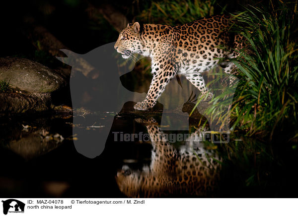 north china leopard / MAZ-04078