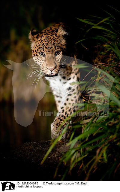 north china leopard / MAZ-04079