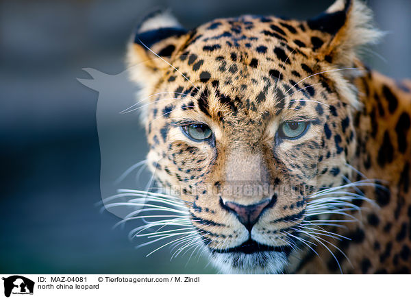 north china leopard / MAZ-04081