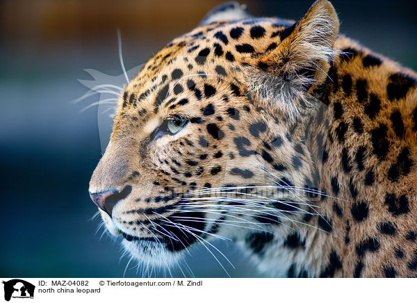 Chinaleopard / north china leopard / MAZ-04082