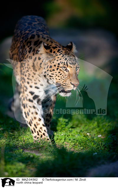 Chinaleopard / north china leopard / MAZ-04562