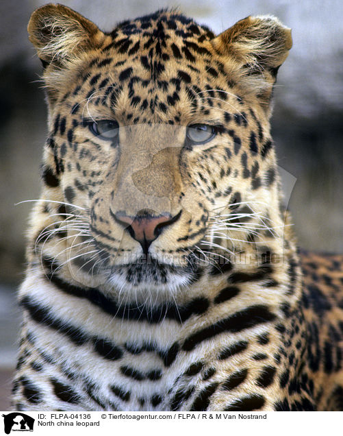 North china leopard / FLPA-04136