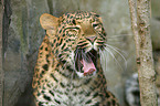 chinese leopard