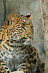 chinese leopard