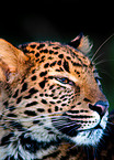 north china leopard