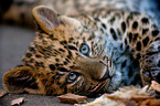 young north china leopard