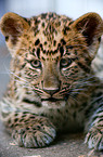 young north china leopard