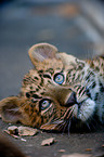 young north china leopard