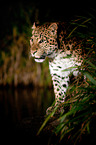 north china leopard