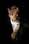 north china leopard