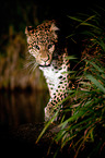 north china leopard