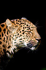 north china leopard