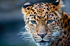 north china leopard