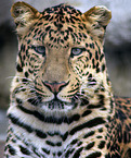 North china leopard